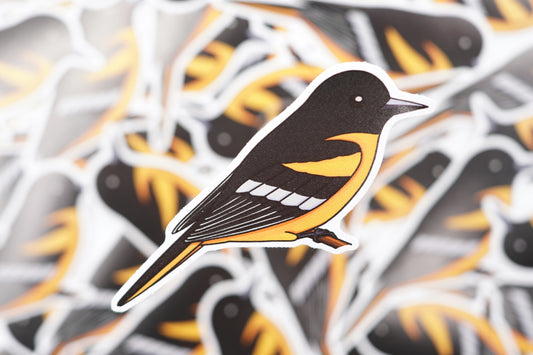 Baltimore Oriole Sticker